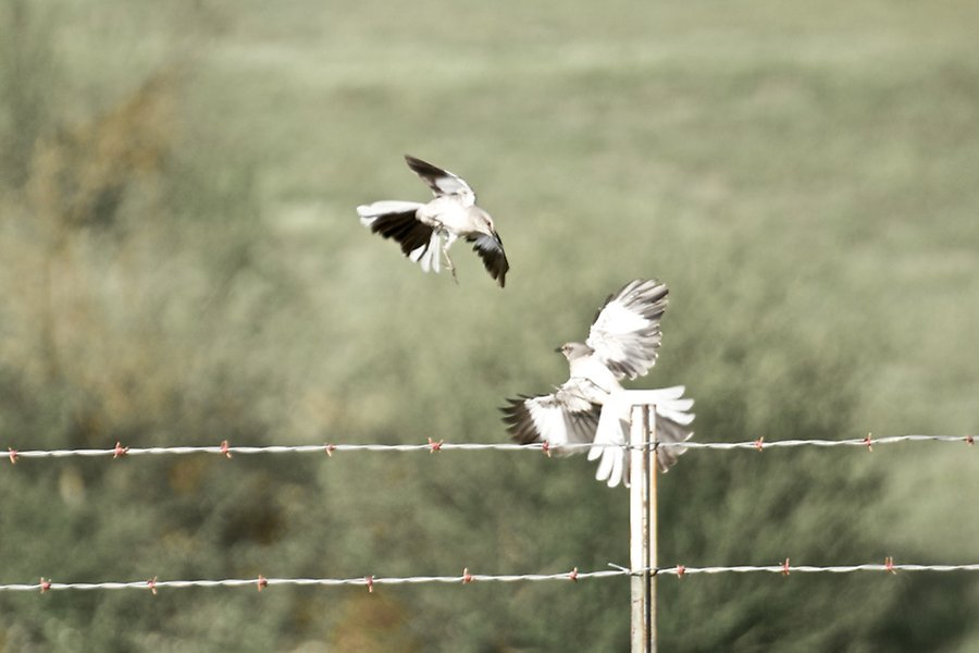 Två rivaliserande fåglar i luften